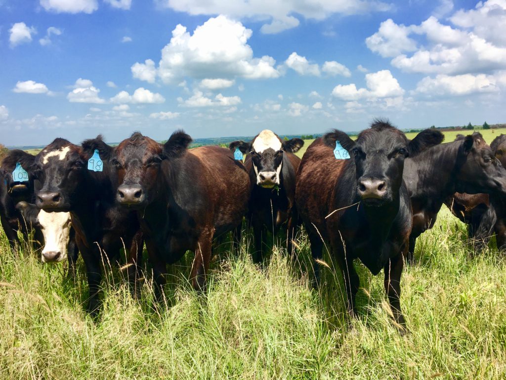 About KMK Cattle Co | KMK Cattle Company